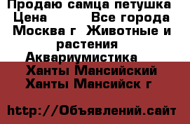 Продаю самца петушка › Цена ­ 700 - Все города, Москва г. Животные и растения » Аквариумистика   . Ханты-Мансийский,Ханты-Мансийск г.